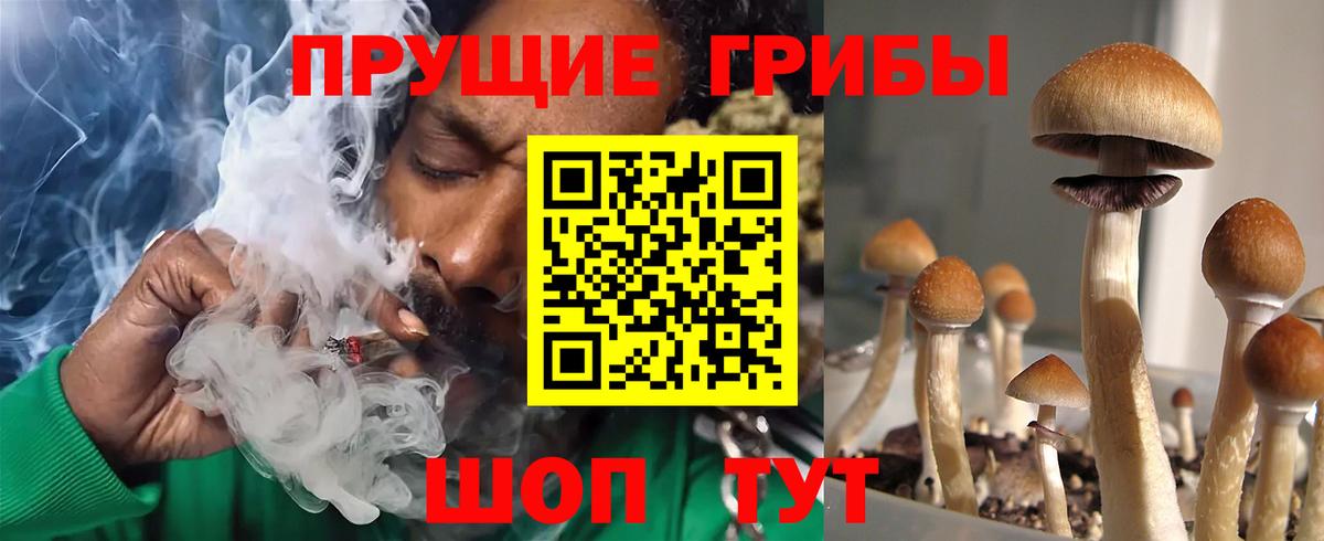 Сунжа  Галлюциногенные грибы GOLDEN TEACHER  Галлюциногенные грибы GOLDEN TEACHER  где купить наркотик  Вход с VPN 